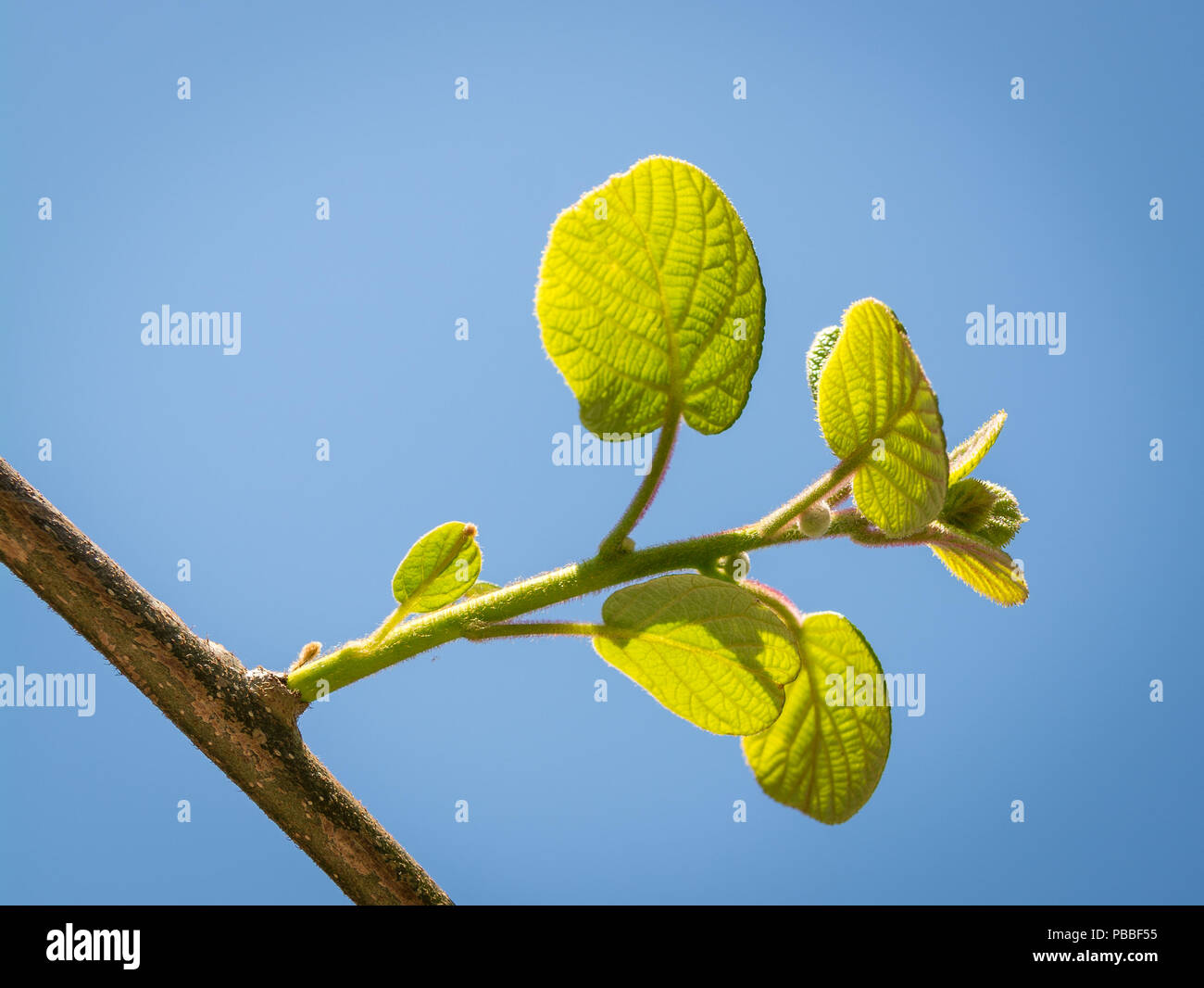 Young leaf growth on a kiwi vine back lit by spring sunshine.Actinidia deliciosa leaves Stock Photo