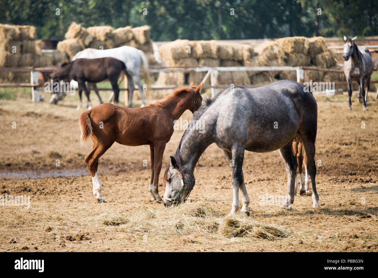 Horses eating hay at stable Stock Photo Alamy