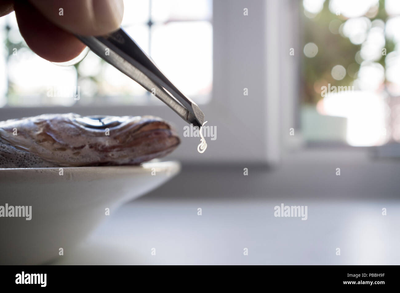 Blue whiting fish hires stock photography and images Alamy