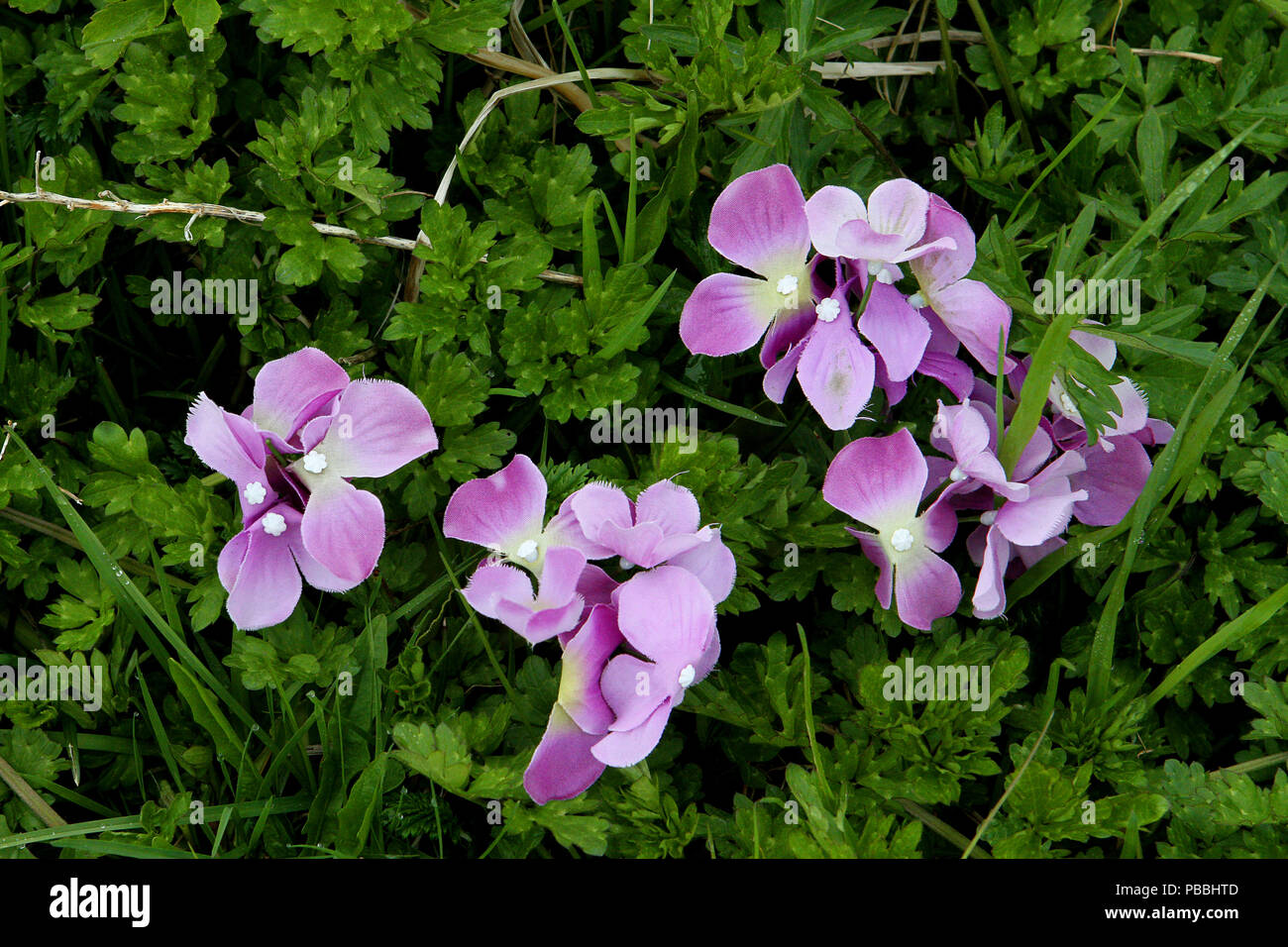 Basque Flower Types Canadian Wildflowers High Resolution Stock Photography and Images - Alamy