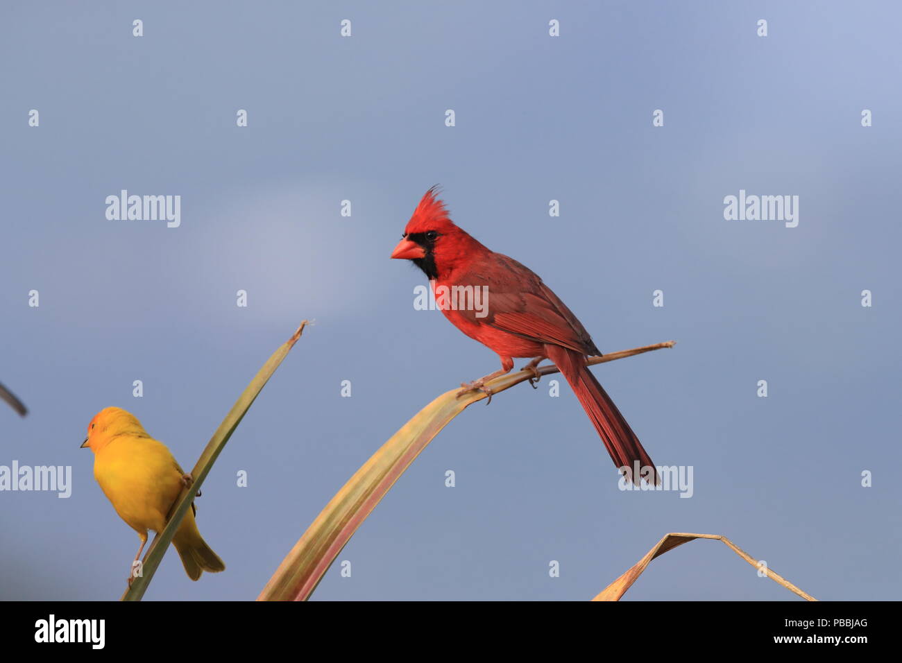 Cardinals vector vectors hi-res stock photography and images - Alamy