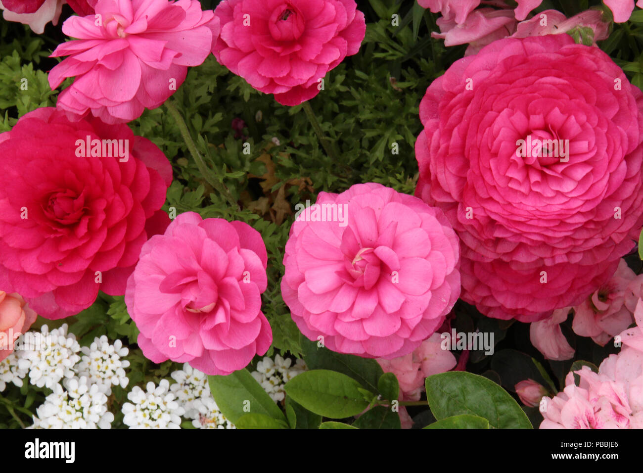 A top down view of a cluster of delicate, deep pink Ranunculus flowers in full bloom and small, white Candytuft flowers Stock Photo