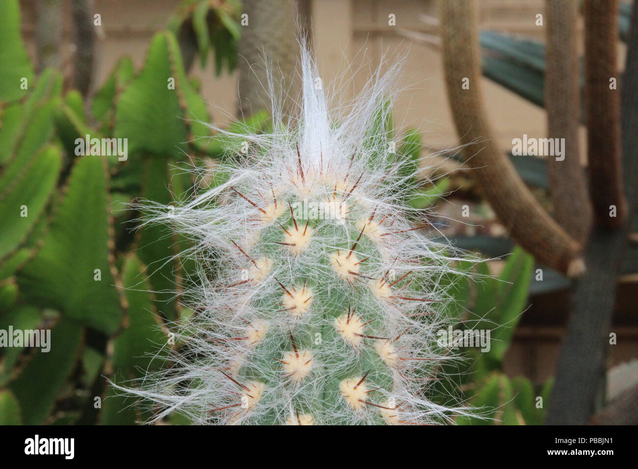 Close up of the top of an Oreocereus Cacti covered in woolly white fuzz and spines Stock Photo
