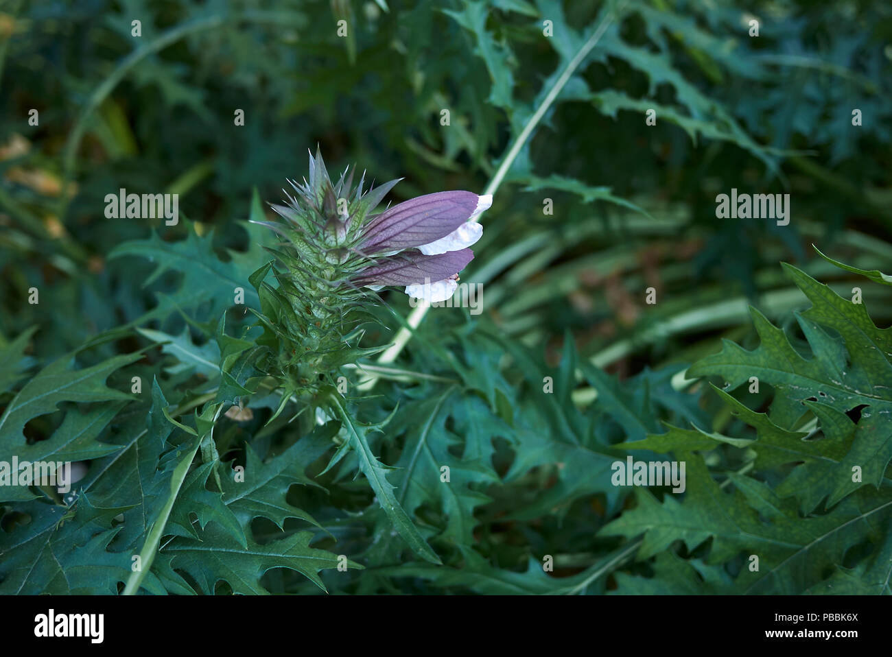 White acanthus leaves hires stock photography and images Alamy