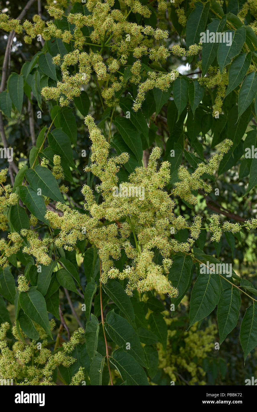mammy croton Croton Mammy Plant  Vibrant Tropical Foliage