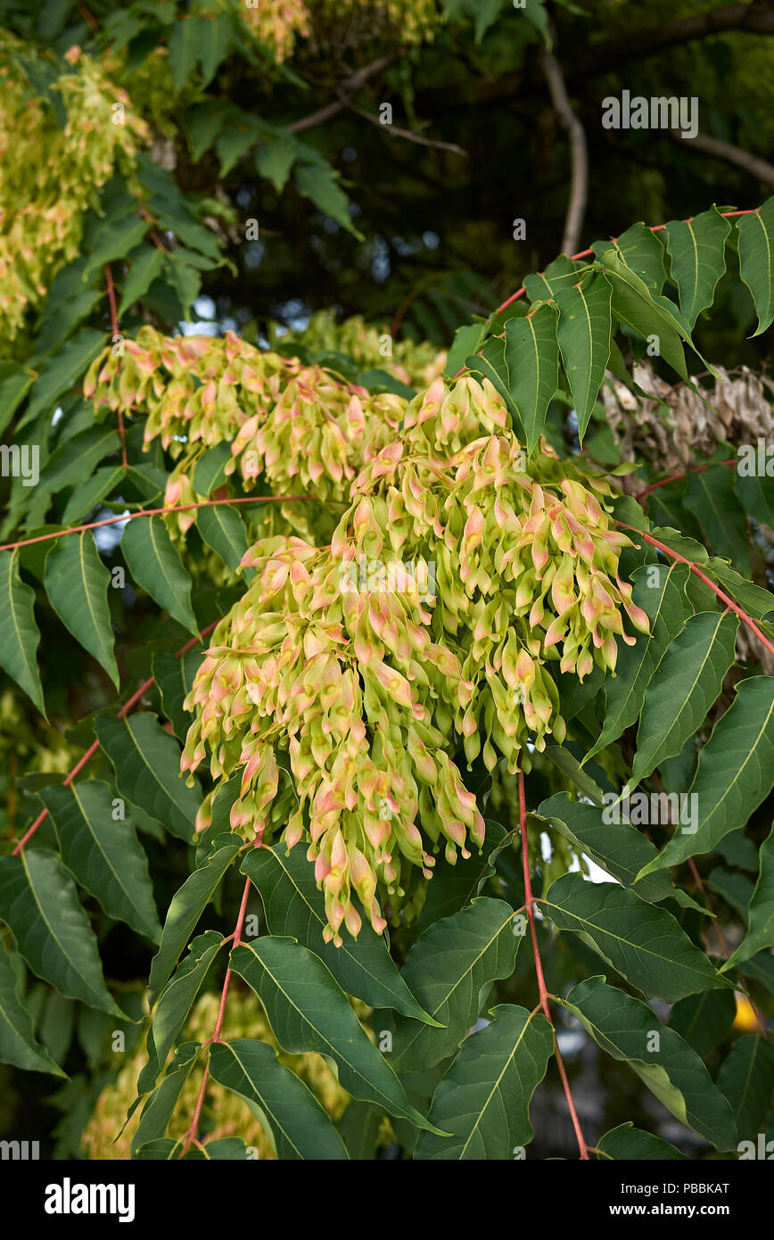 Ailanthus altissima Stock Photo - Alamy