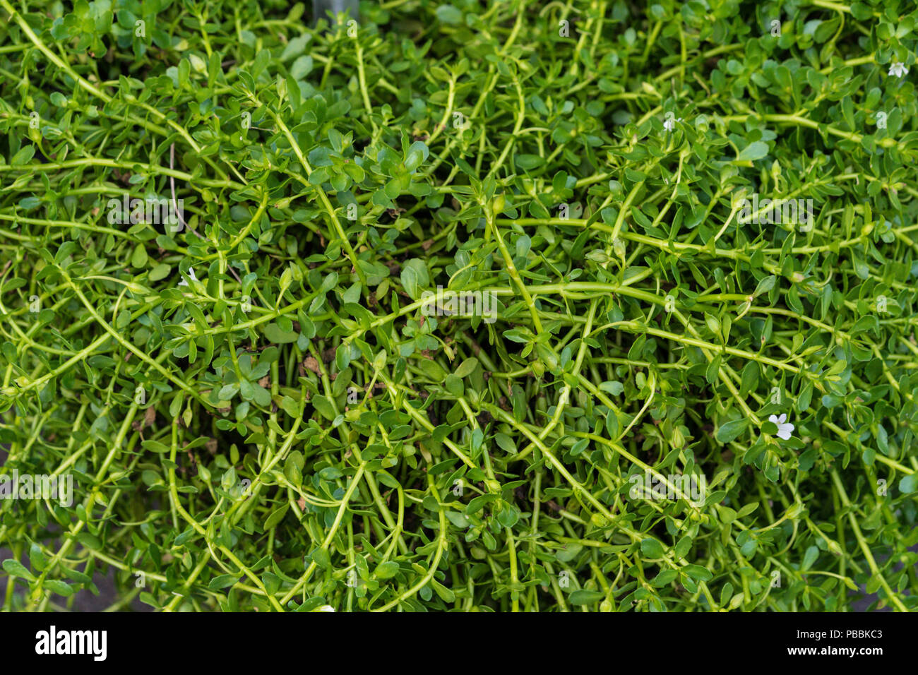 leaves close up of bacopa monieri brahmi plant in garden herbal spa indian Stock Photo
