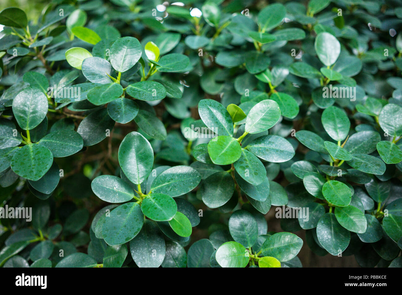 leaf of chinese fig ficus microcarpa panda close up Stock Photo