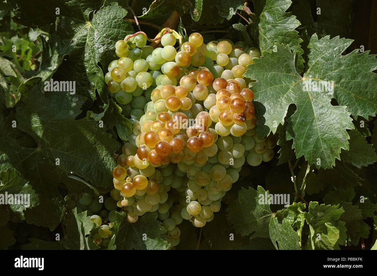 Grapes on the Vine, Jerez de la Frontera, Cadiz province, Region of Andalusia, Spain, Europe. Stock Photo