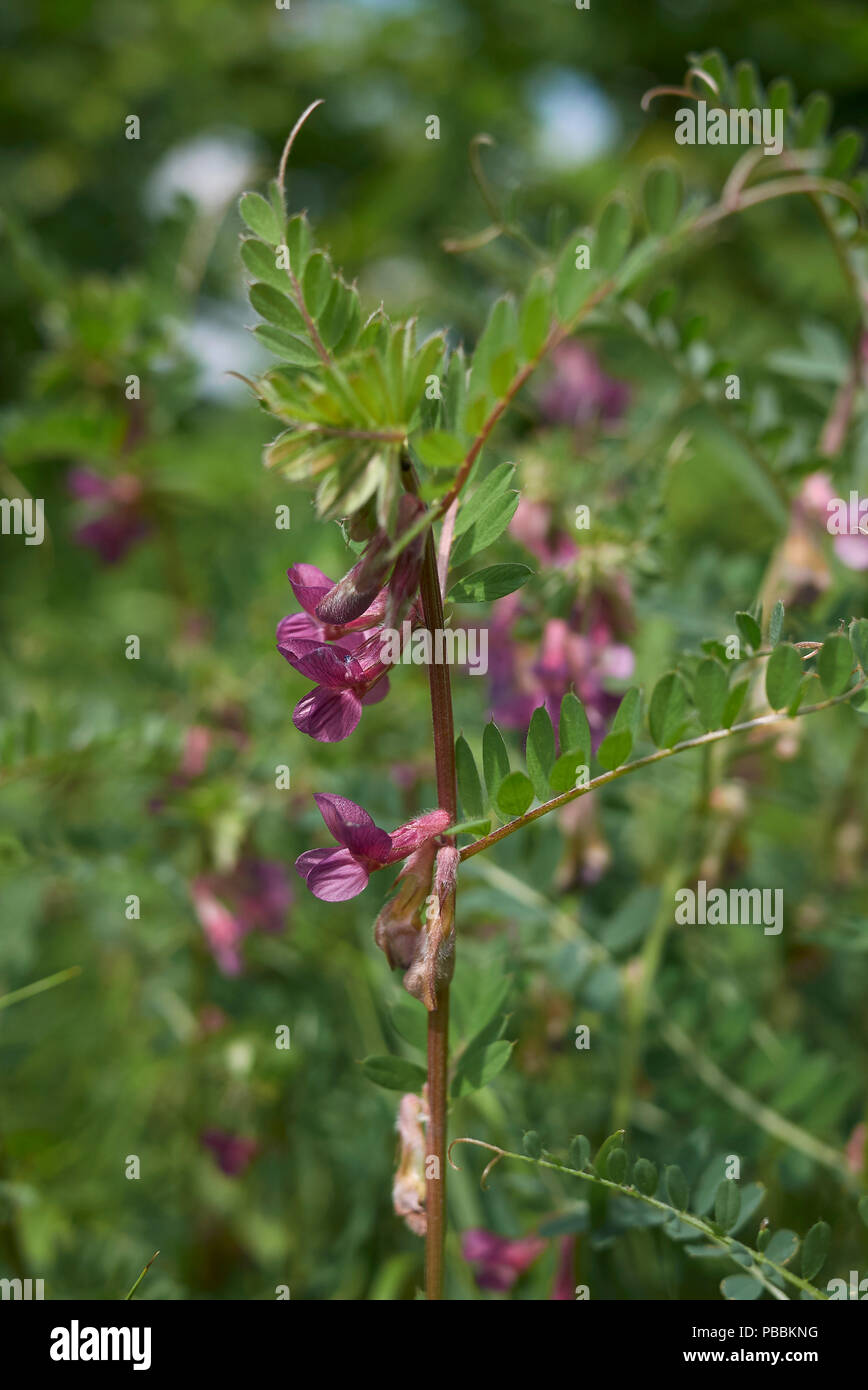 Vicia pannonica Stock Photo