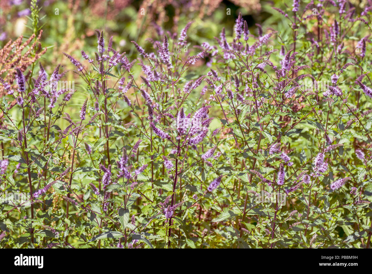 Purple mint bush hi-res stock photography and images - Alamy