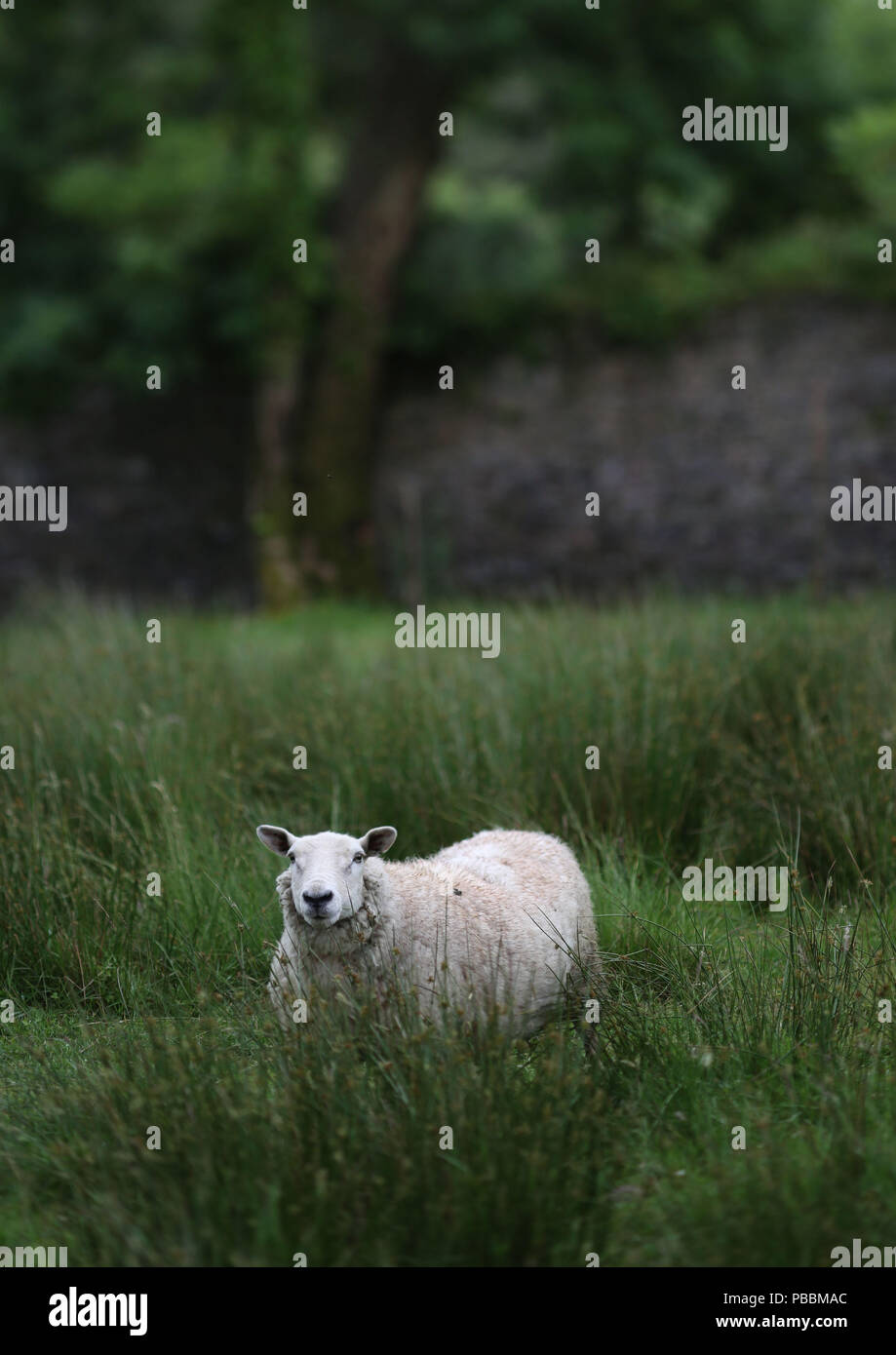 Sheep and lambs on Valentia Island, County Kerry, Ireland. Stock Photo