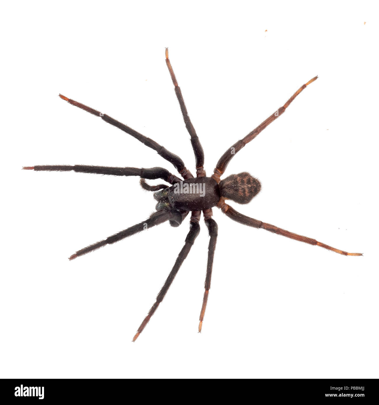 Very dark and hairy spider isolated on white. Segestria florentina. Cellar spider. Stock Photo