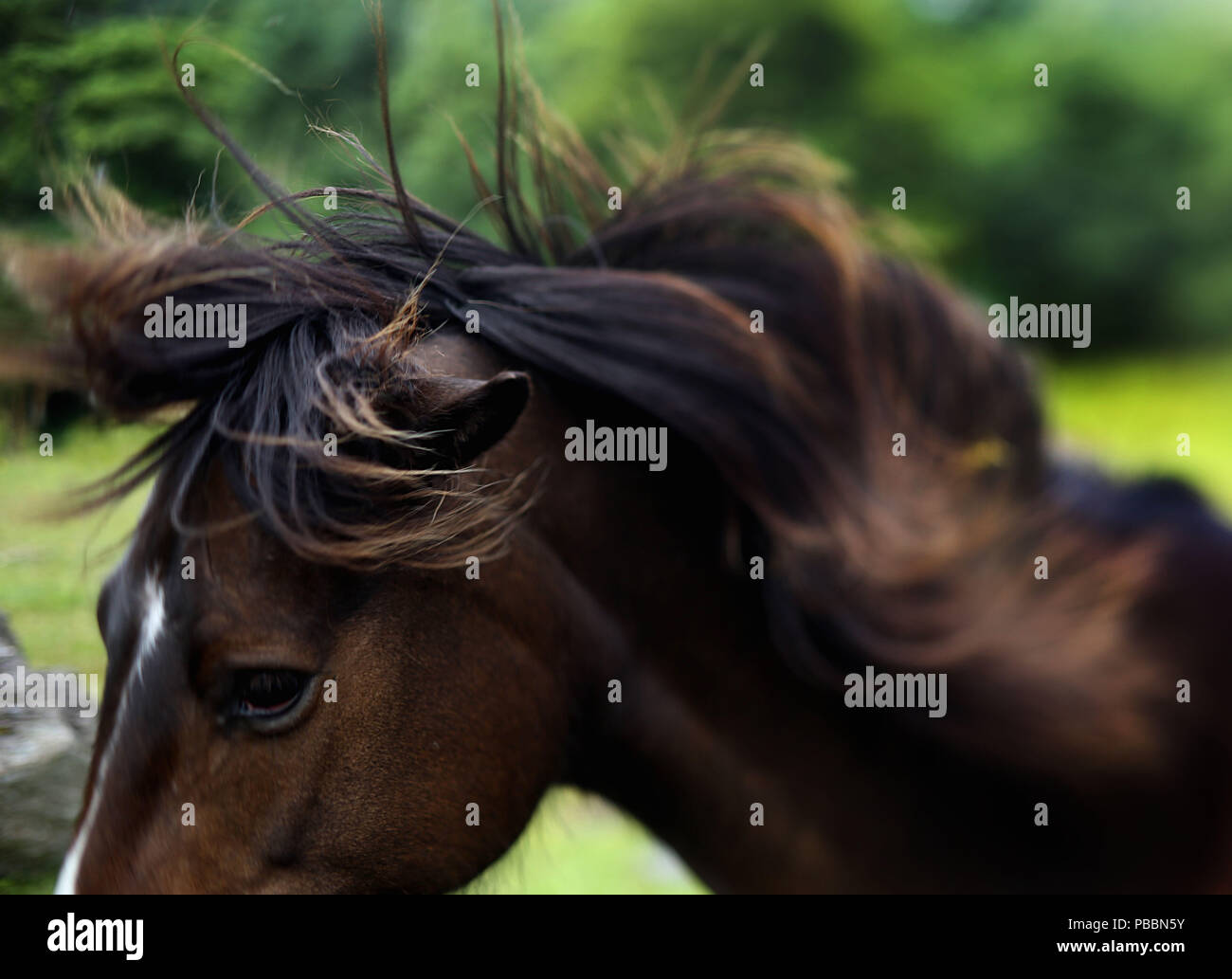 A horse shakes its mane in Ireland. Stock Photo