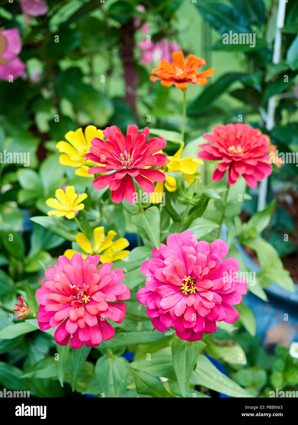 Close up of colorful zinnias or, zinnia flowers, in a patio garden with colors of red, pink and yellow. Stock Photo