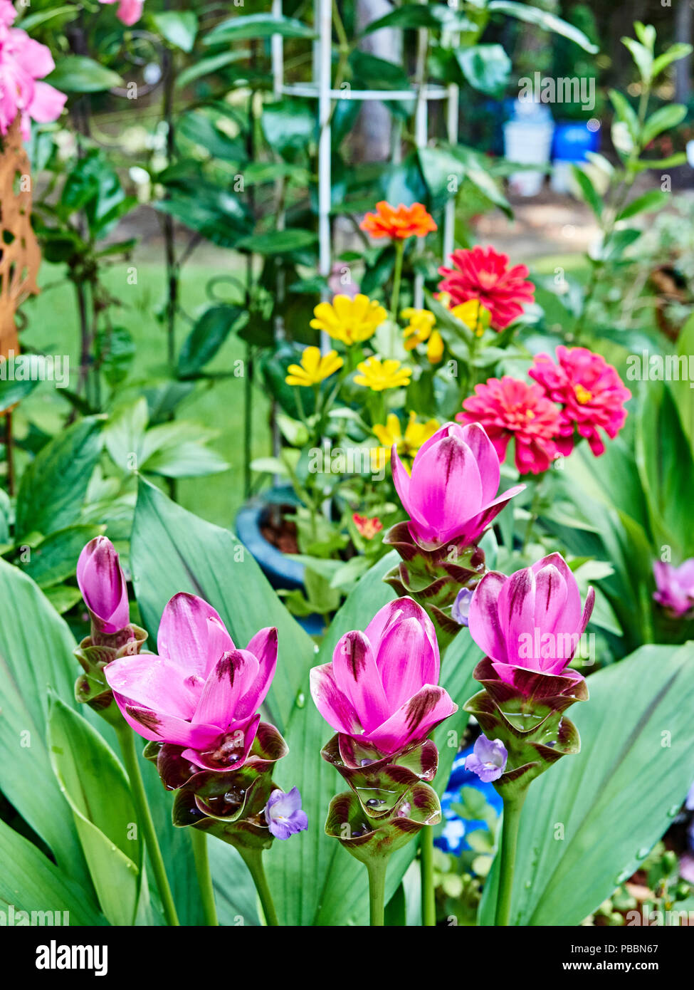 Flowering Curcuma Alismatifolia plant also known as turmeric or Siam Tulip or summer tulip blooming in a patio garden. Stock Photo