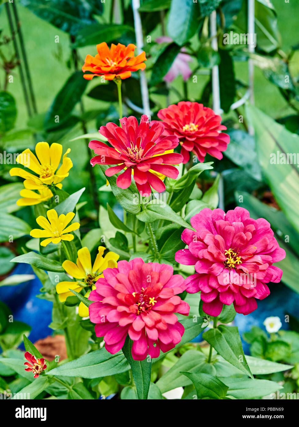 Close up of colorful zinnias or, zinnia flowers, in a patio garden with colors of red, pink and yellow. Stock Photo