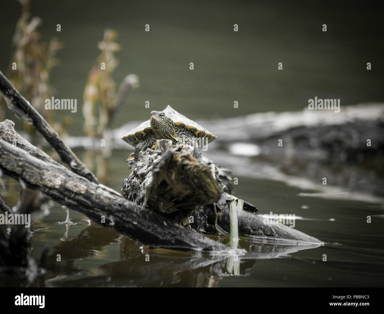 Riverine turtle hi-res stock photography and images - Alamy