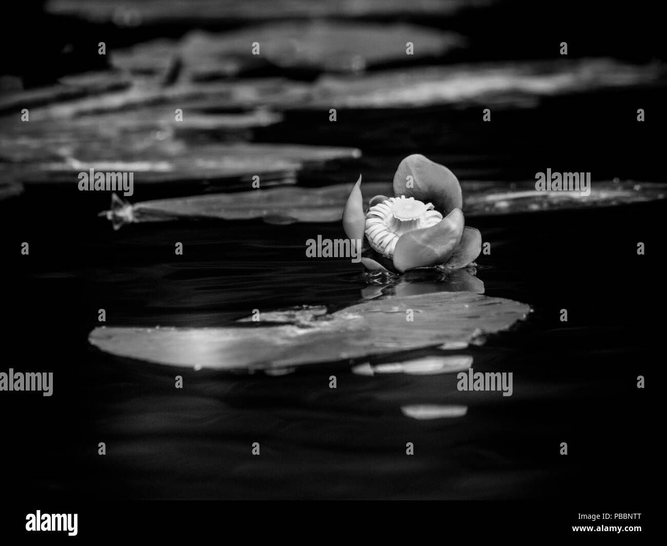 Water lily Stock Photo