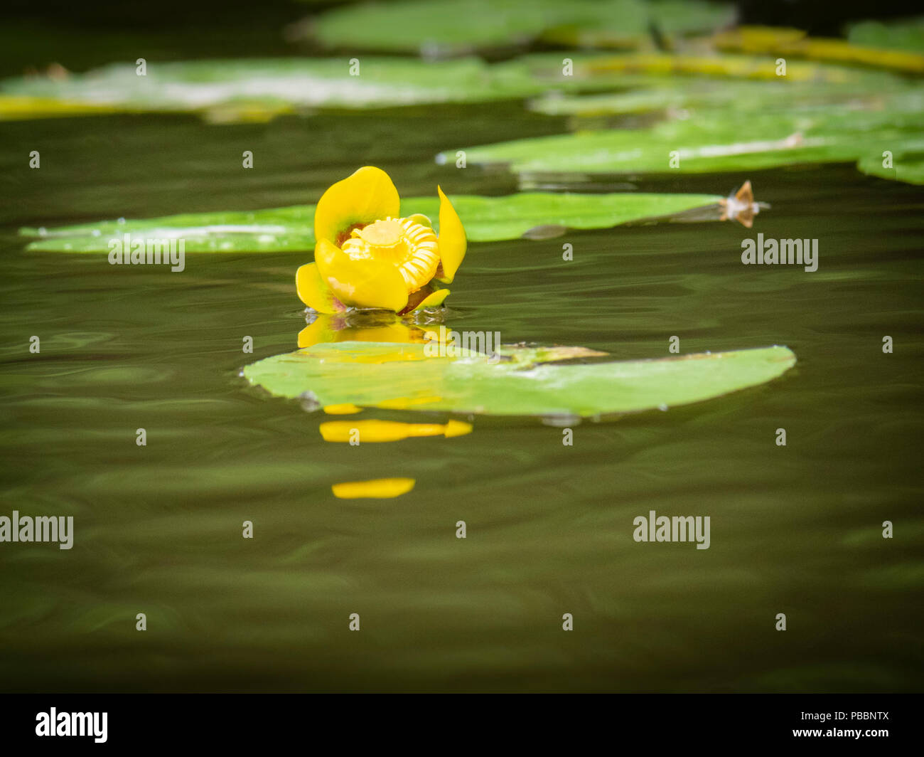 Yellow water lily Stock Photo