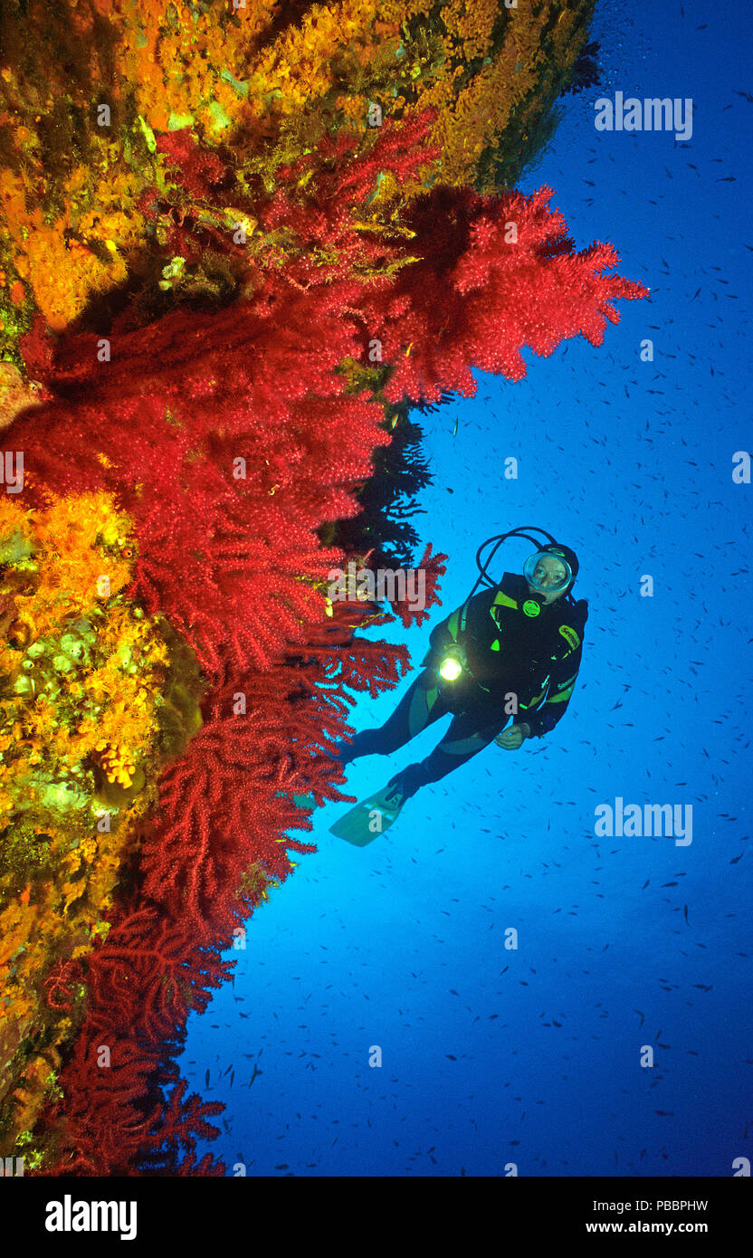 Scuba diver at a drop-off with red seafans (Paramuricea clavata), Corsica, France Stock Photo