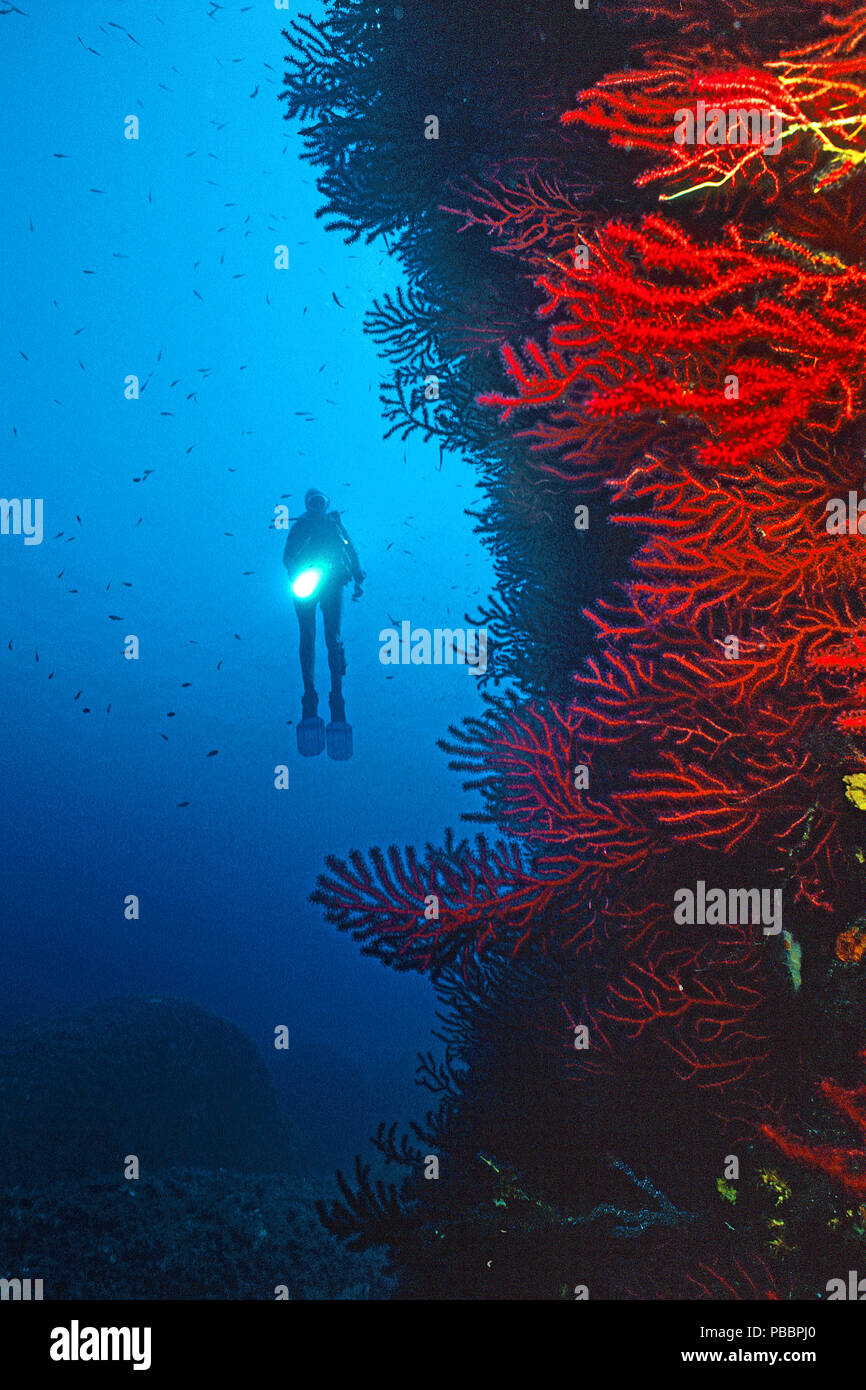 Scuba diver at a drop-off with red seafans (Paramuricea clavata), Corsica, France Stock Photo