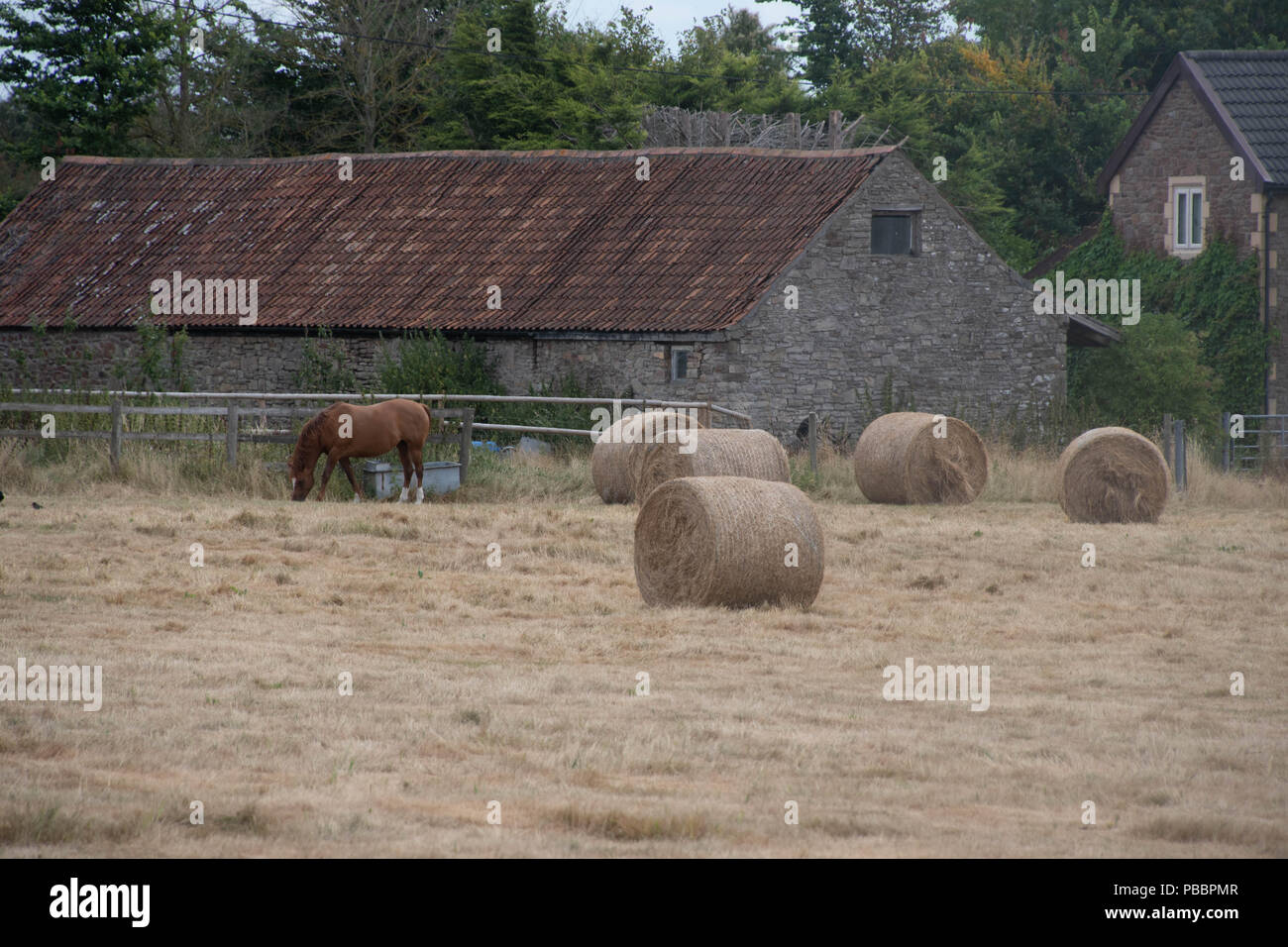 Rolls of hay in a farm field with a horse Stock Photo - Alamy