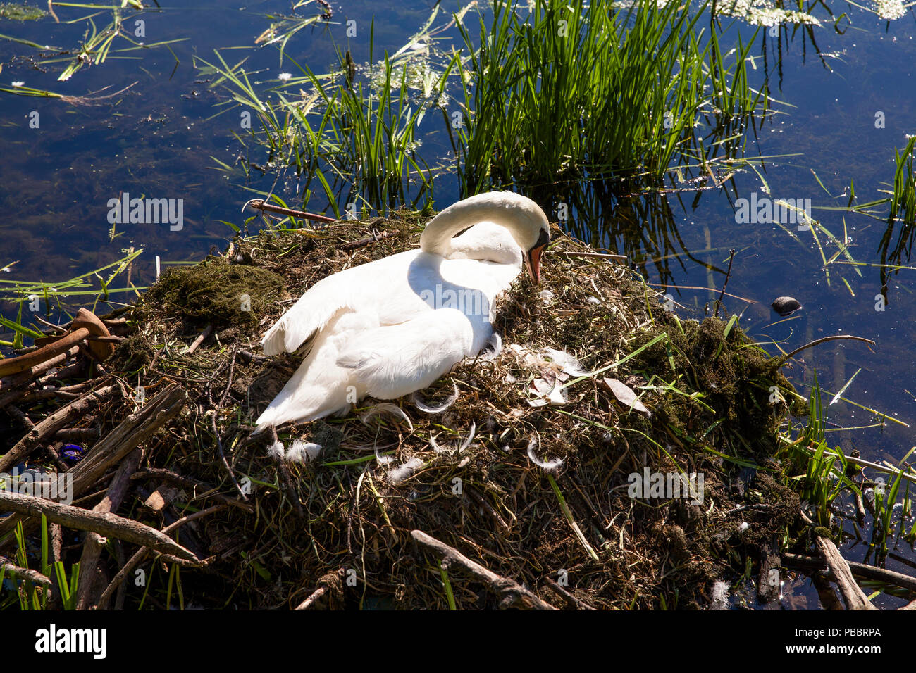 brooding mute swan (lat. Cygnus olor).  bruetender Hoeckerschwan (lat. Cygnus olor). Stock Photo