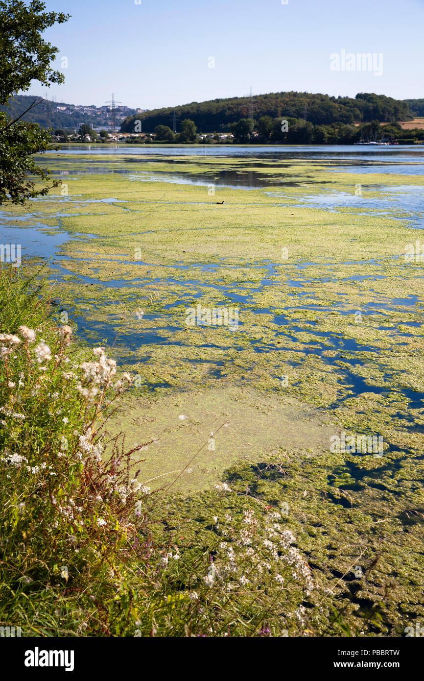 Elodea waterweed on lake Harkort, city of Wetter on the river Ruhr, Germany.  Wasserpest Elodea auf dem Harkortsee bei Wetter an der Ruhr, Deutschland Stock Photo