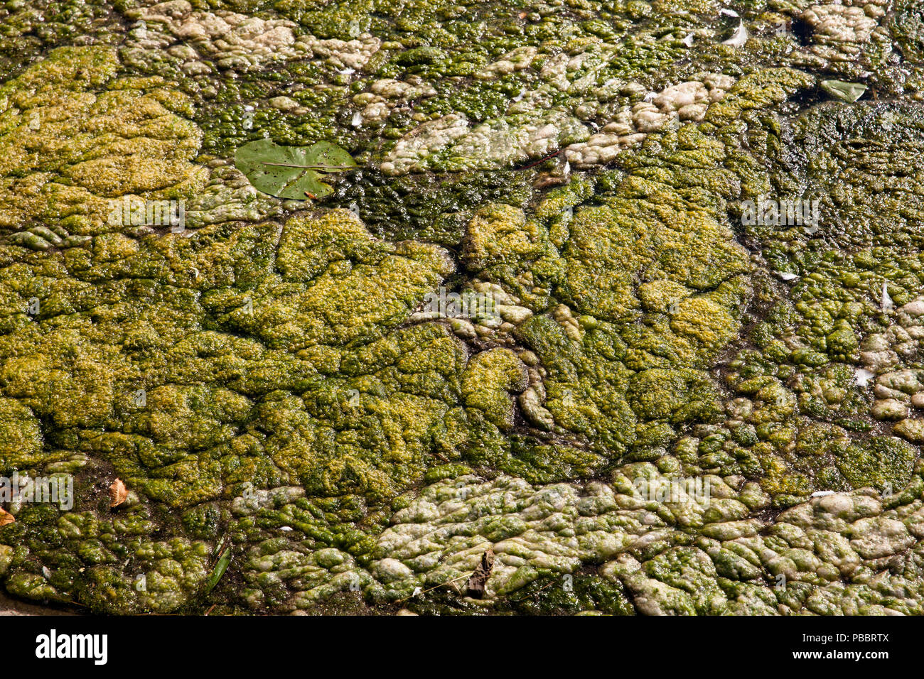 Elodea waterweed on lake Harkort, city of Wetter on the river Ruhr, Germany.  Wasserpest Elodea auf dem Harkortsee bei Wetter an der Ruhr, Deutschland Stock Photo