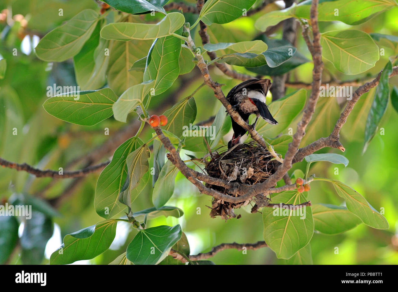 Dhaka, Bangladesh - May 03, 2012: Nightingale bird or Bulbul bird ...