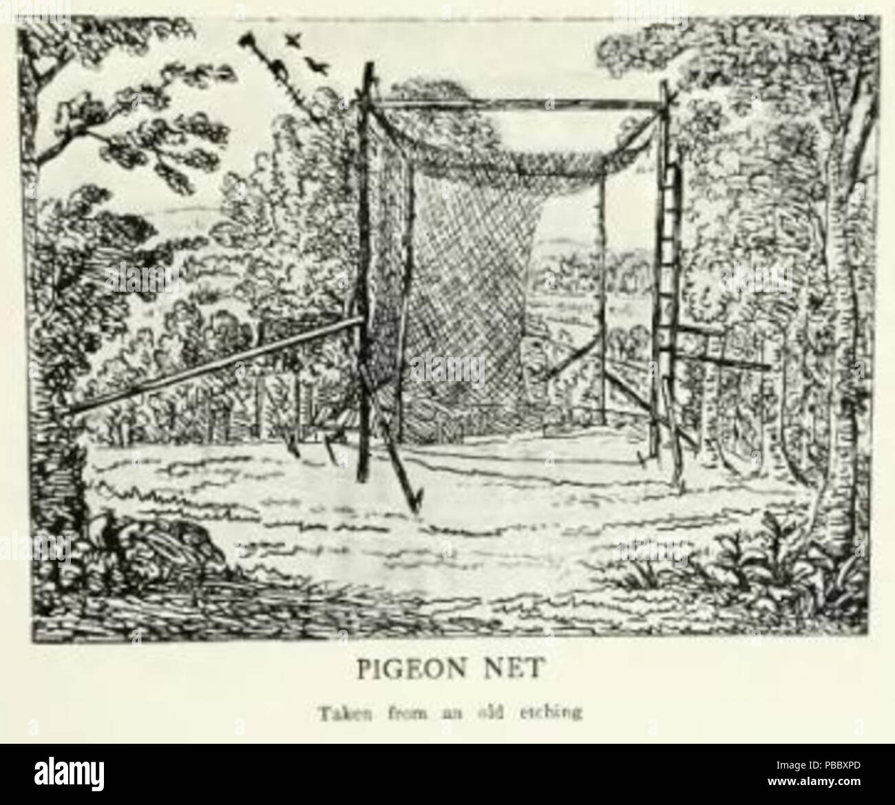 1153 Page The Passenger Pigeon - Mershon djvu 254 - Pigeon net