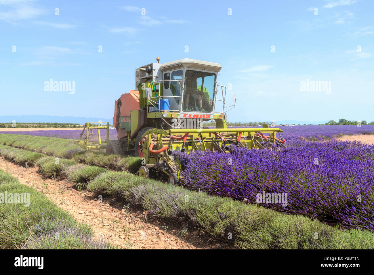 harvesting lavender fields in Valensole, Alpes-de-Haute-Provence, Provence, France, Europe Stock Photo