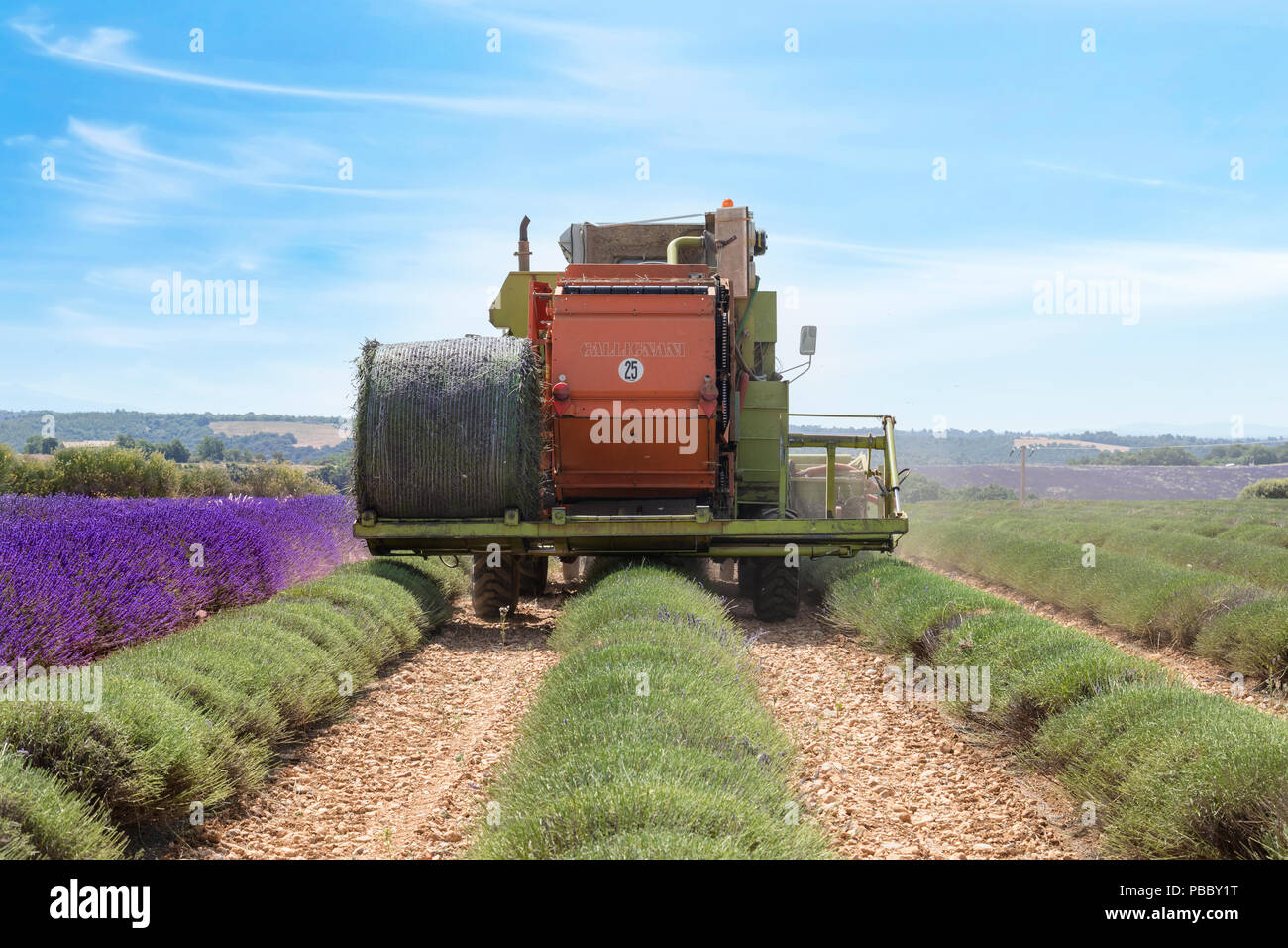 harvesting lavender fields in Valensole, Alpes-de-Haute-Provence, Provence, France, Europe Stock Photo
