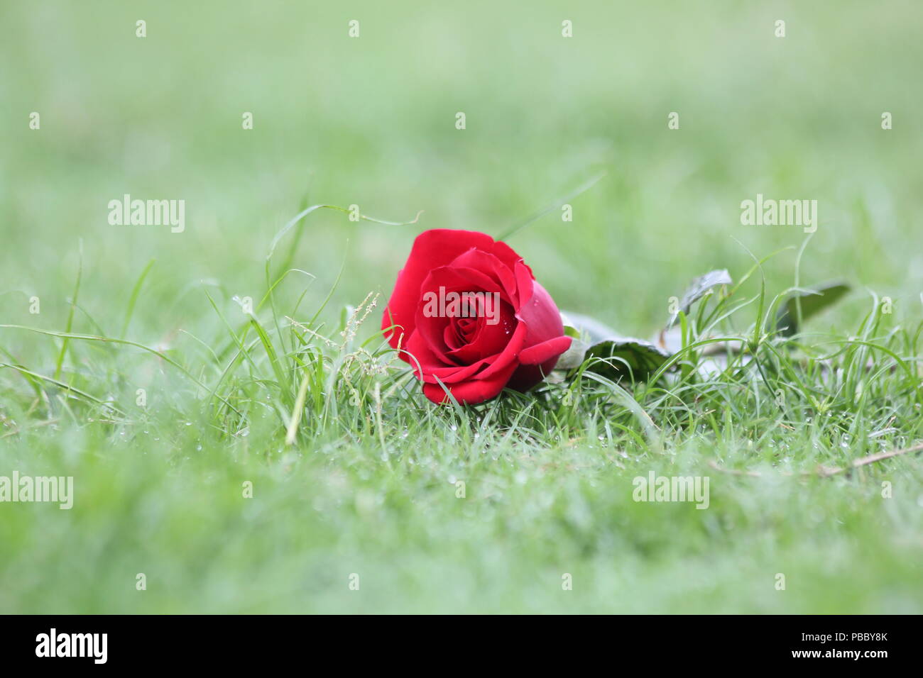 A red rose isolated on green grass background, Stock Photo