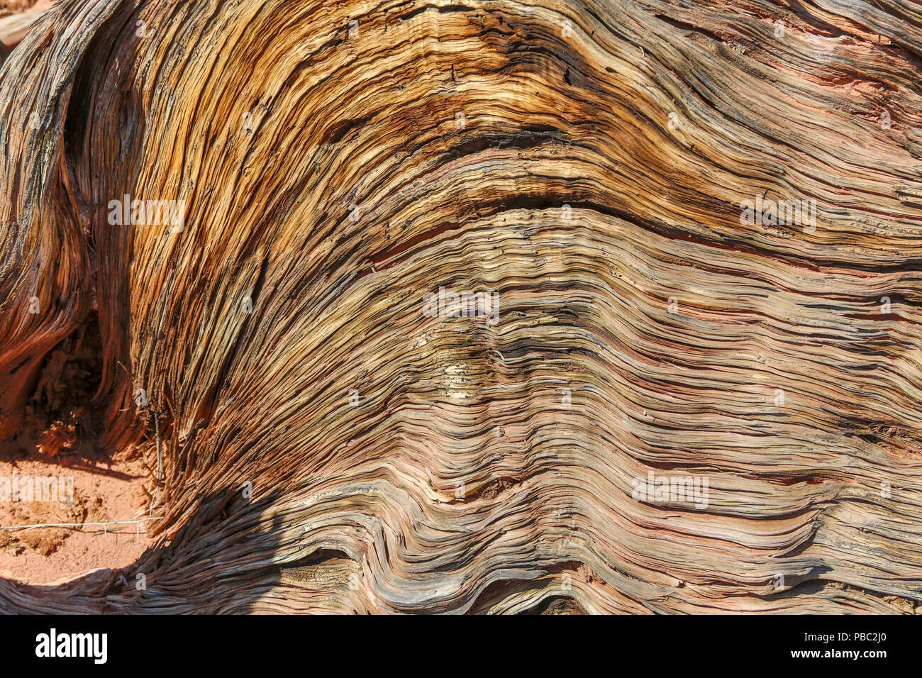 Twisted lines from dry tree trunk in Utah Stock Photo