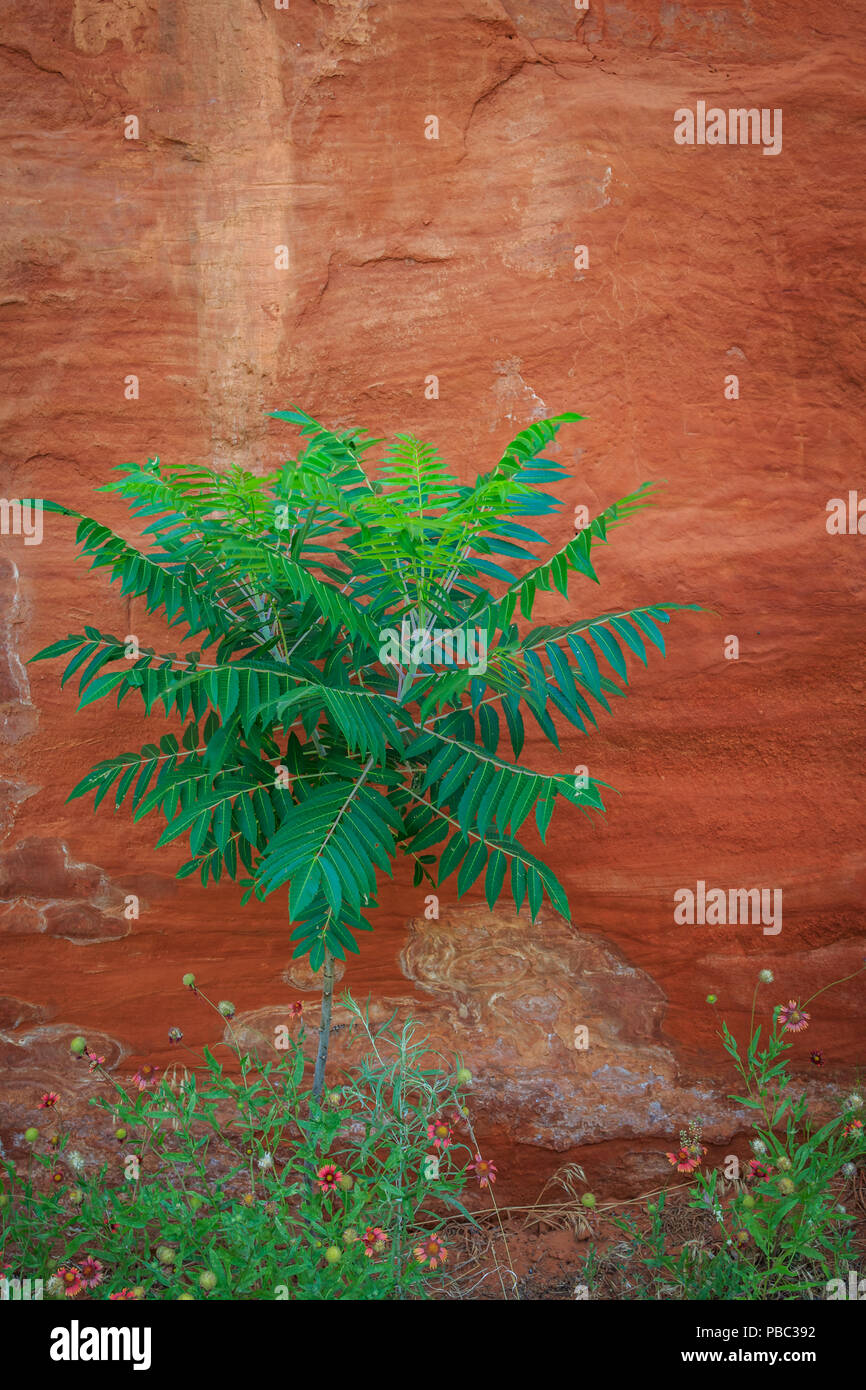 Canyon Walls in Oklahoma's Red Rock Canyon State Park Stock Photo Alamy
