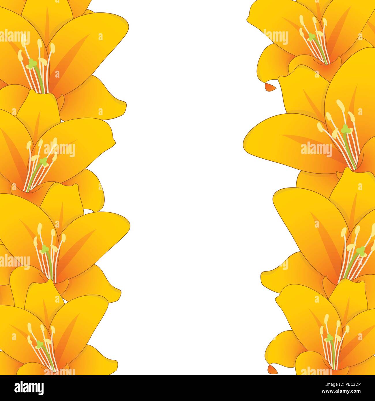 Lilium candidum, the Madonna lily or Orange Lily Border. Vector Illustration. Stock Vector