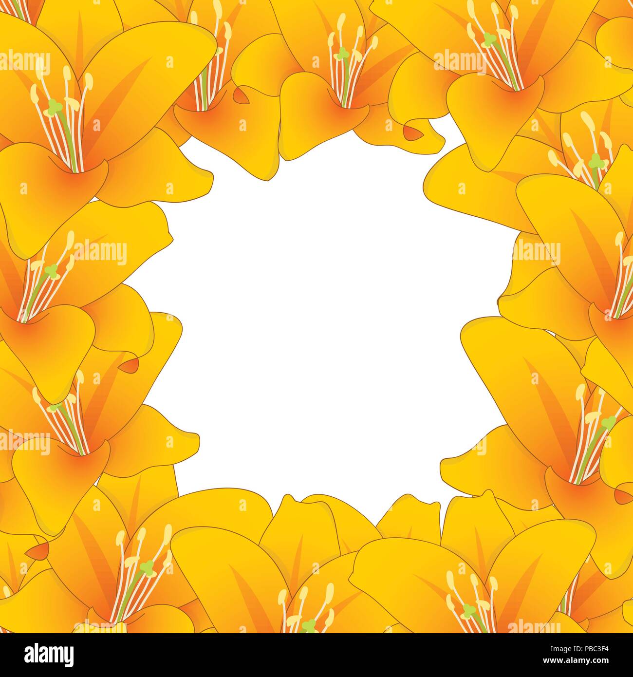 Lilium candidum, the Madonna lily or Orange Lily Border. Vector Illustration. Stock Vector