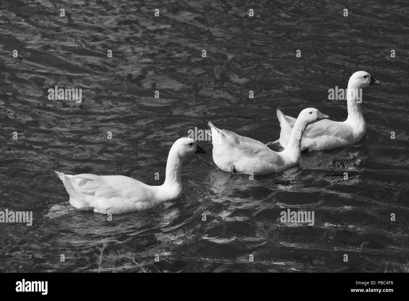 White geese floating on the river Stock Photo