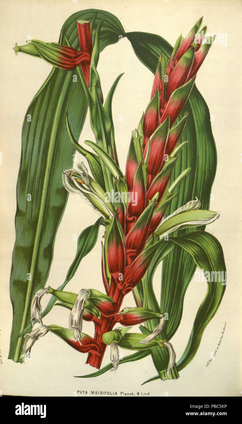 1198 Pitcairnia maidifolia Stock Photo