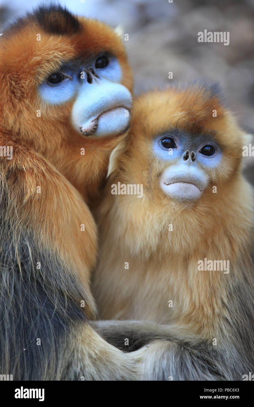 Rhinopithecus roxellana pair hi-res stock photography and images - Alamy