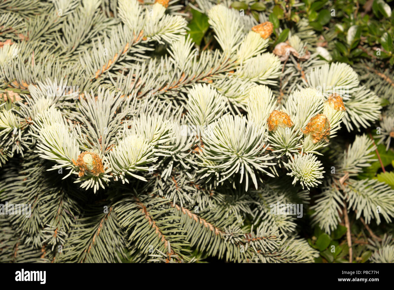 Colorado Spruce (Picea pungens) Stock Photo