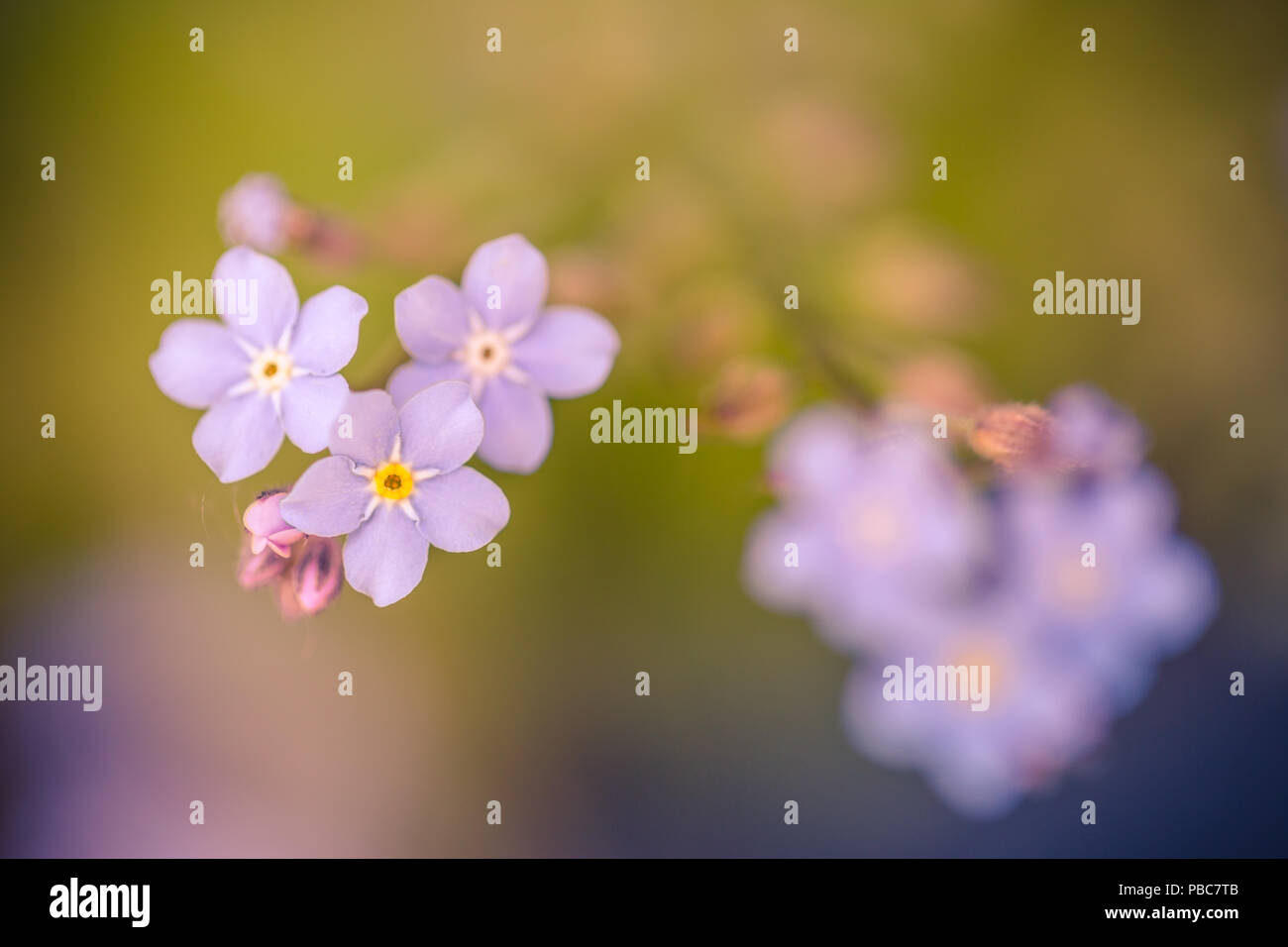 Page 11 Boraginaceae Myosotis High Resolution Stock Photography And Images Alamy