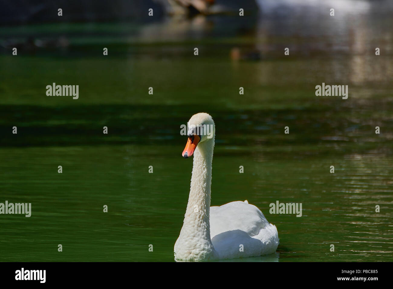 White swan on the lake Stock Photo