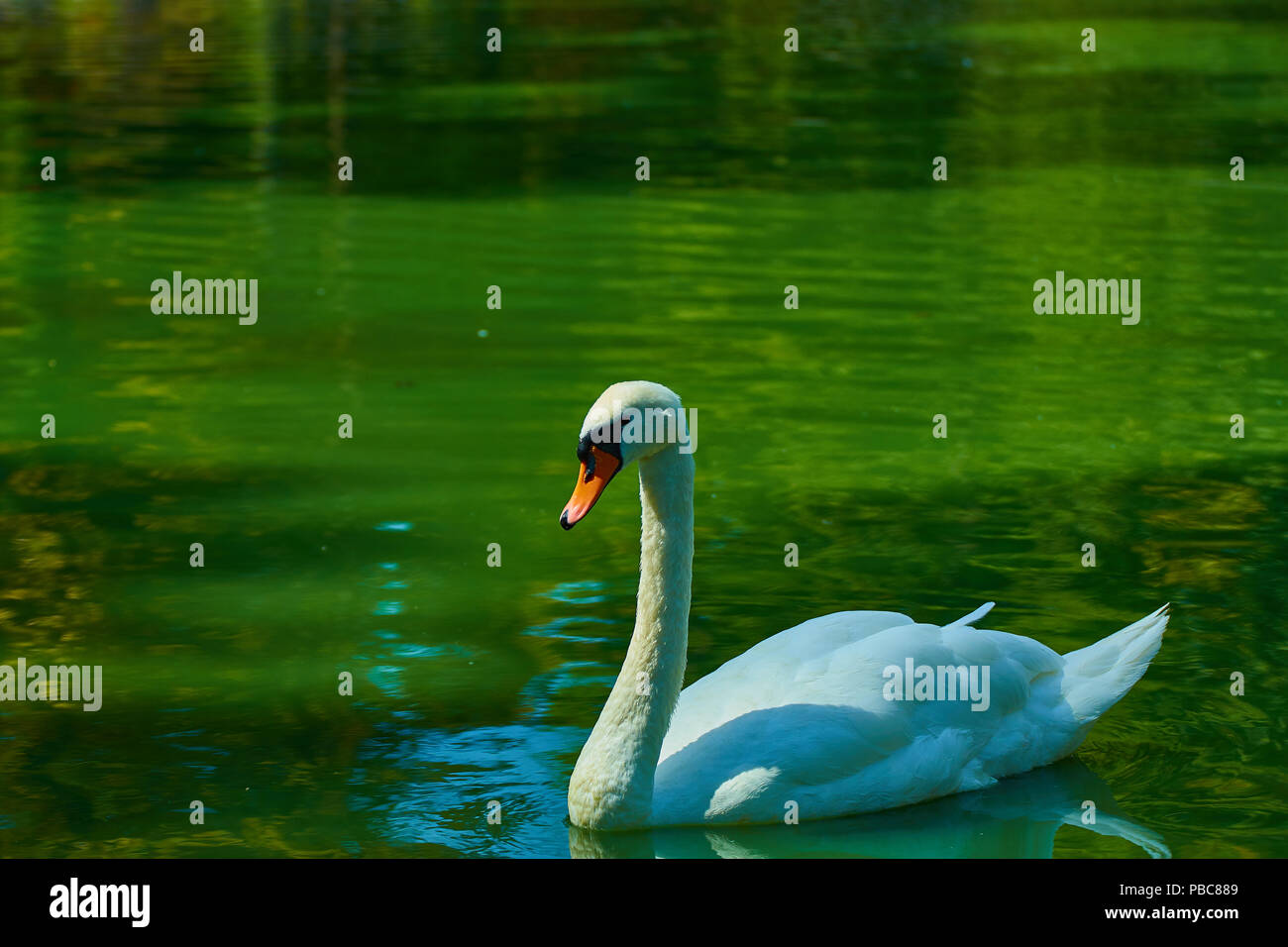 White swan on the lake Stock Photo