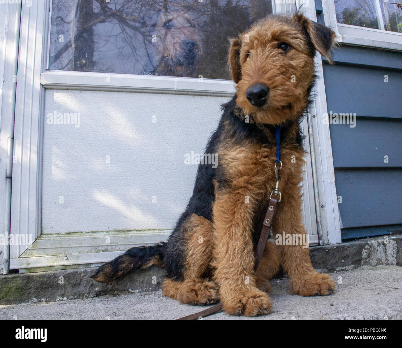 About Airedale Terrier Breed, image size:1300x1124