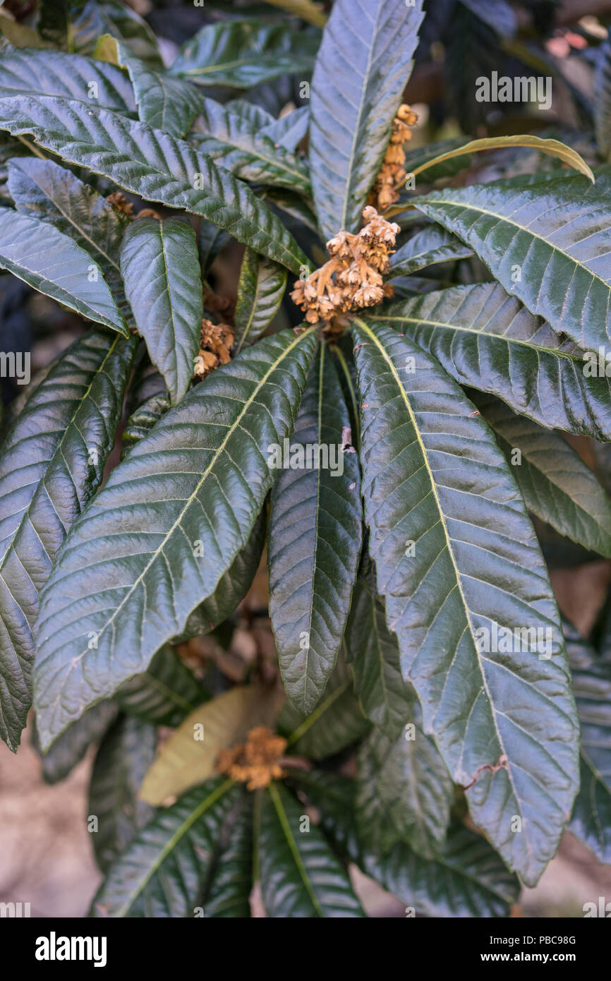 dark green leaves leaf of eriobotrya japonica plant from japan Stock Photo