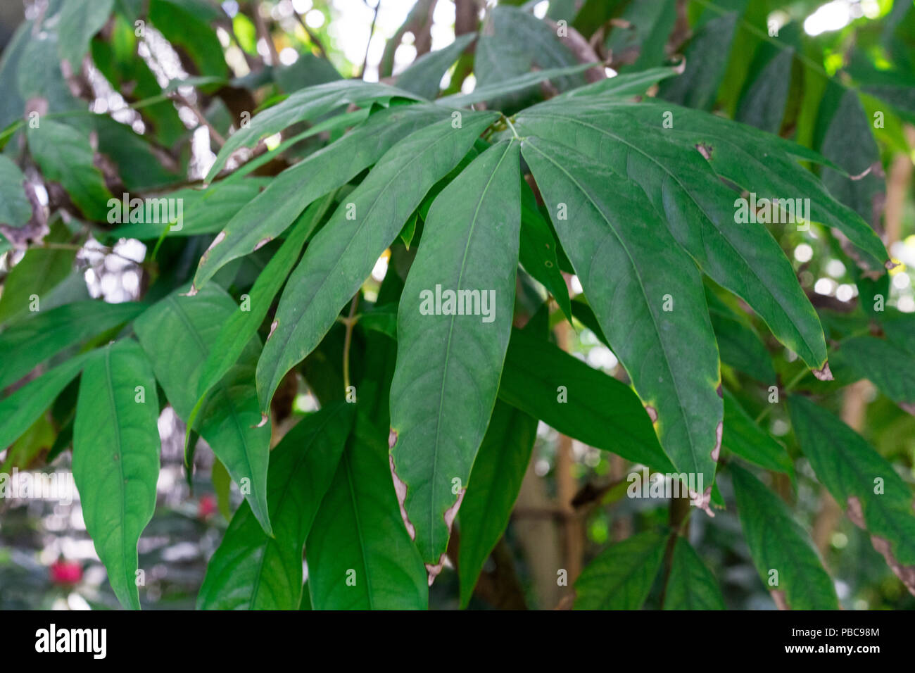 green leaves of saraca declinata fabaceae tree from thailand Stock Photo