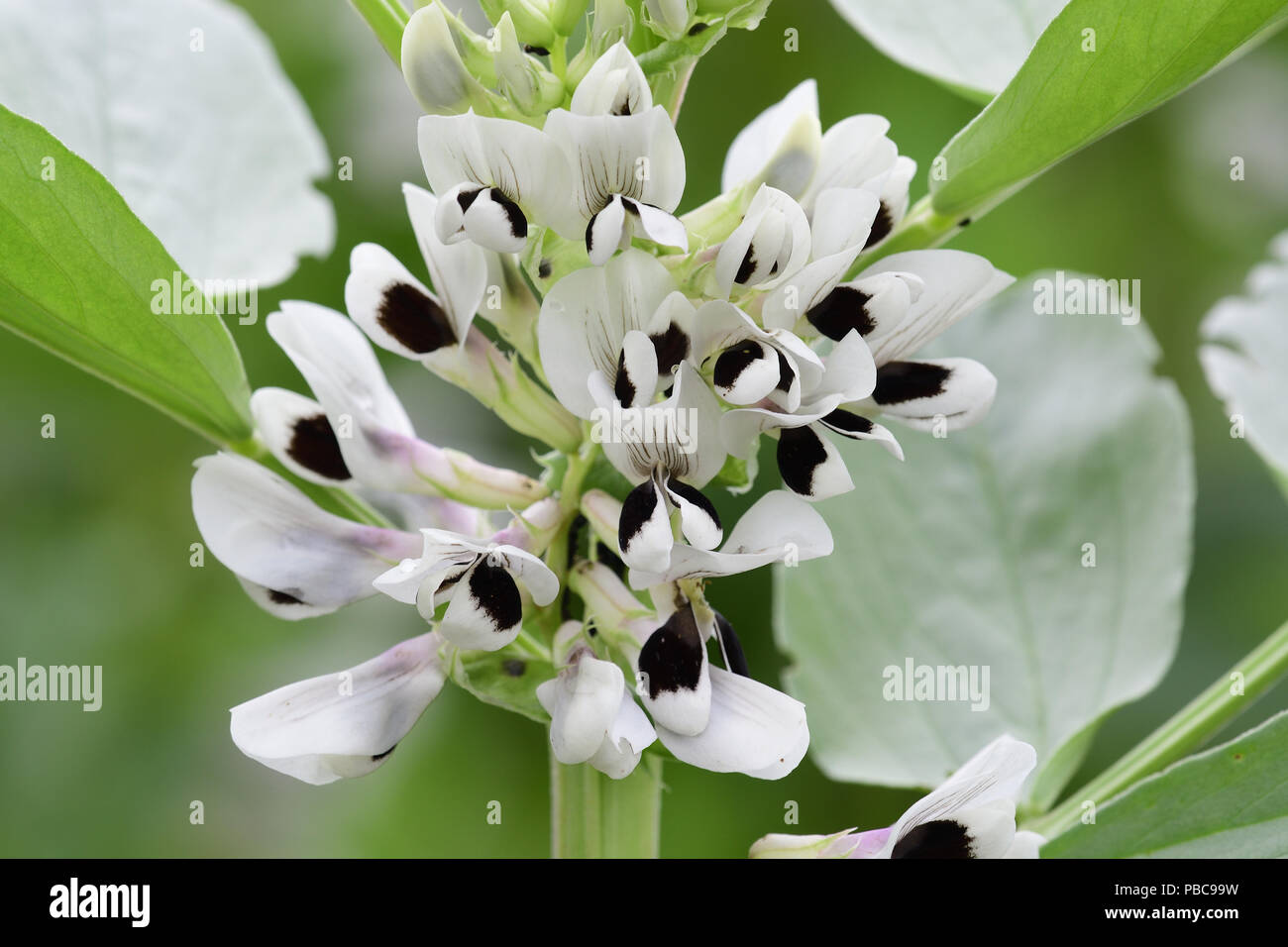 Close up of white flowers on a vicia fabia (broad bean) plant Stock